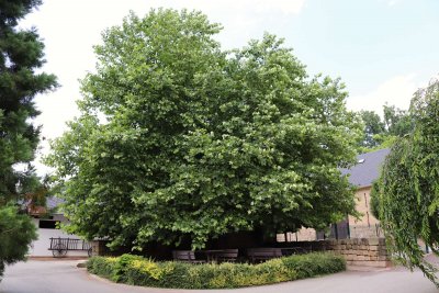 Platanus x hispanica (acerifolia) - platan javorolistý - celek